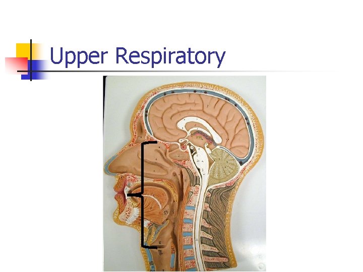 Upper Respiratory 
