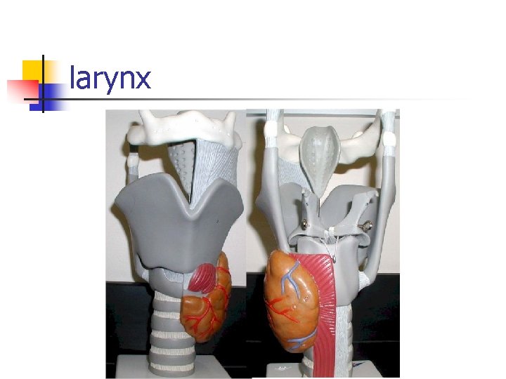 larynx 