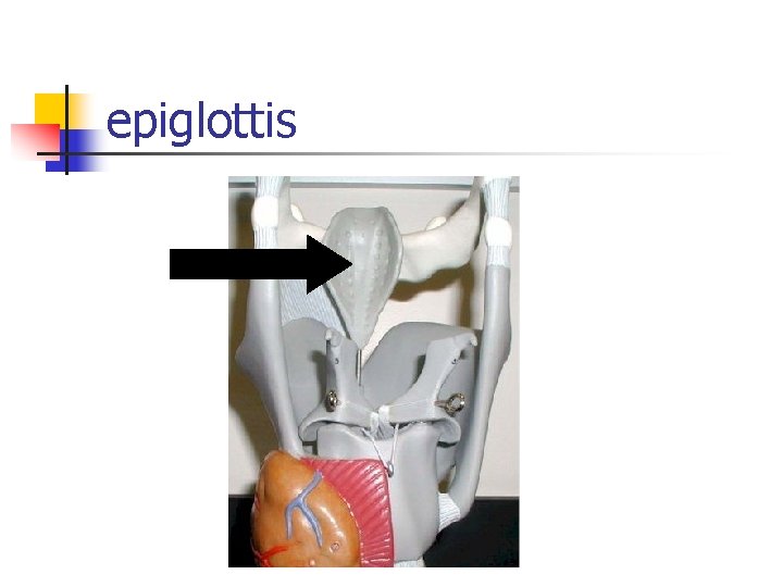 epiglottis 