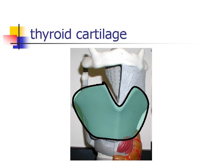 thyroid cartilage 