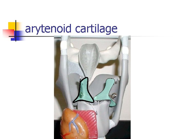 arytenoid cartilage 