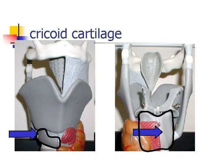cricoid cartilage 