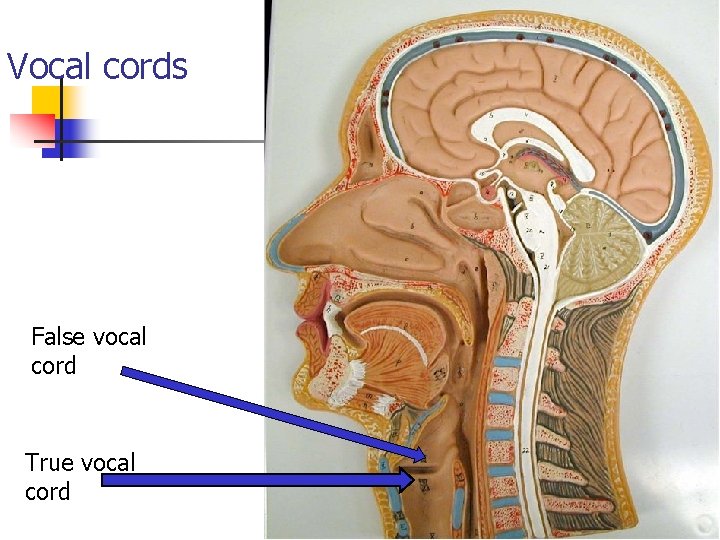 Vocal cords False vocal cord True vocal cord 