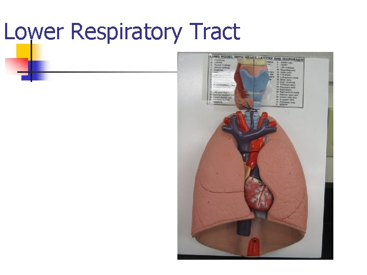 Lower Respiratory Tract 