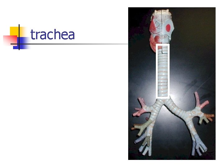 trachea 