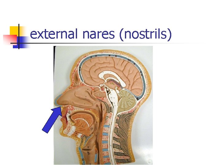 external nares (nostrils) 