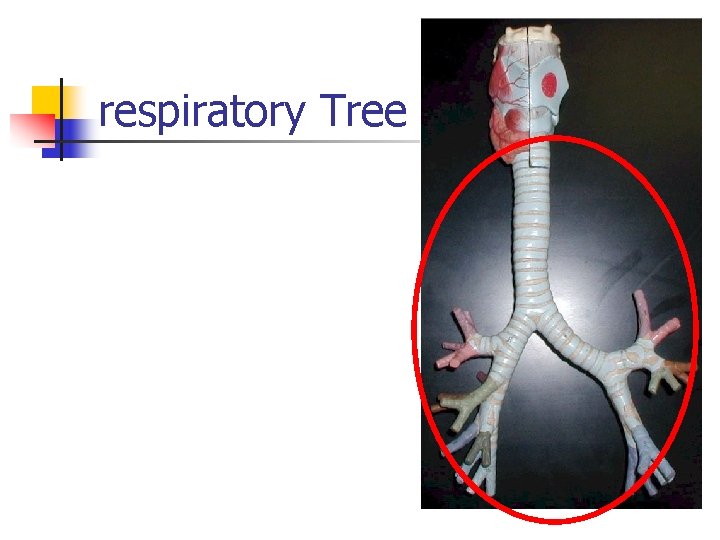 respiratory Tree 