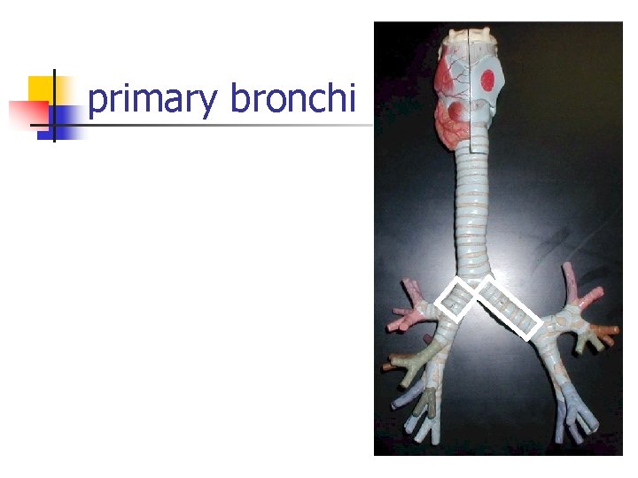 primary bronchi 