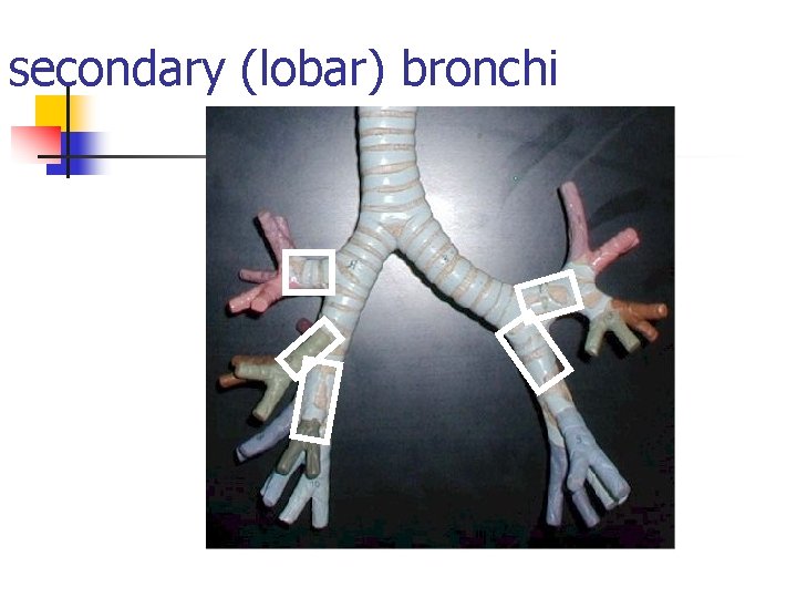 secondary (lobar) bronchi 