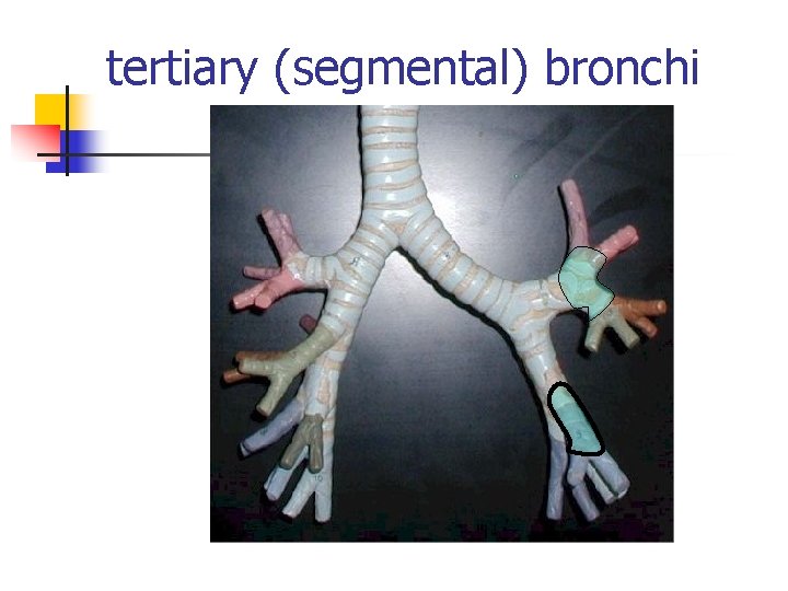 tertiary (segmental) bronchi 