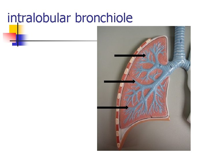 intralobular bronchiole 