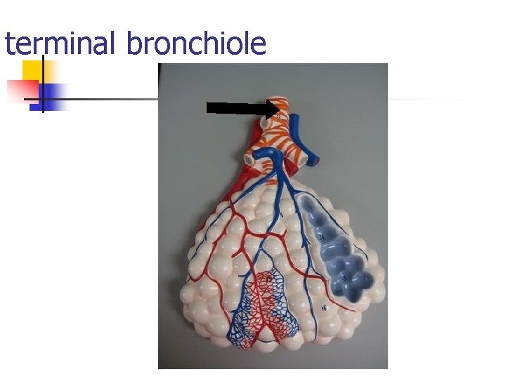 terminal bronchiole 