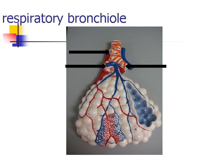 respiratory bronchiole 