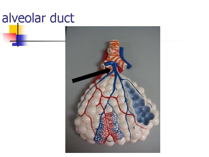 alveolar duct 