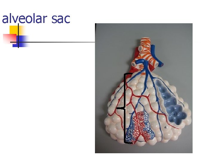 alveolar sac 