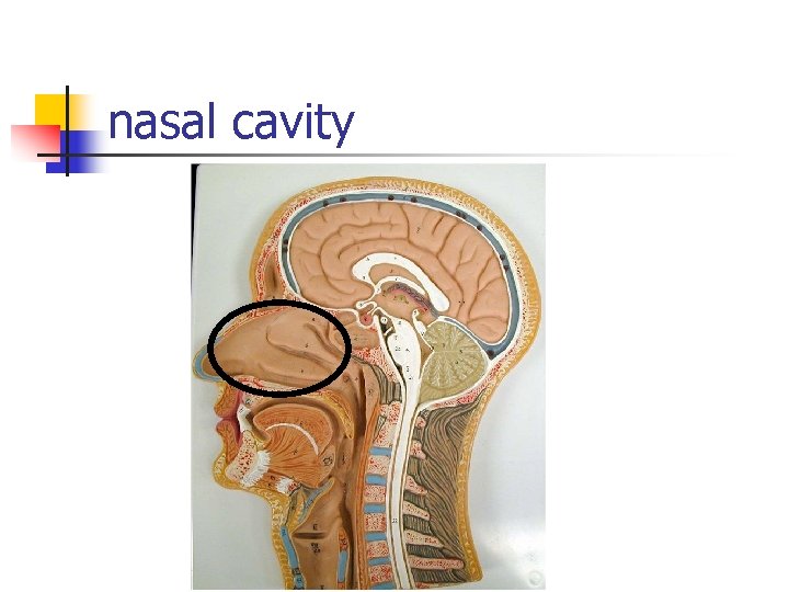 nasal cavity 