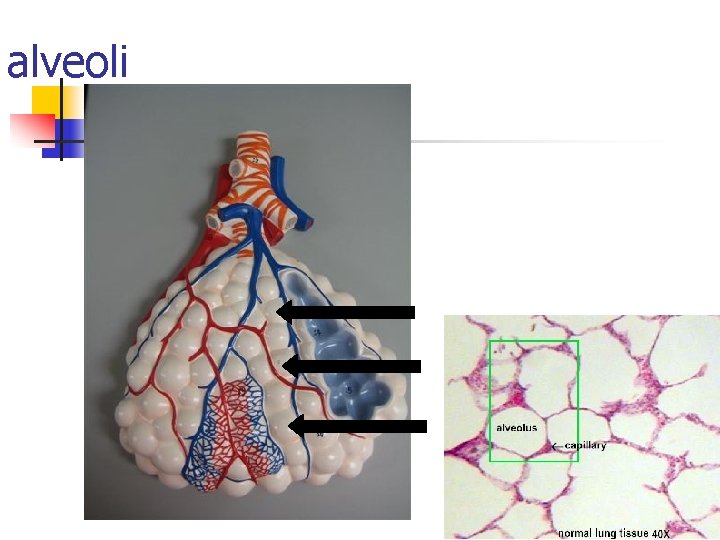 alveoli 