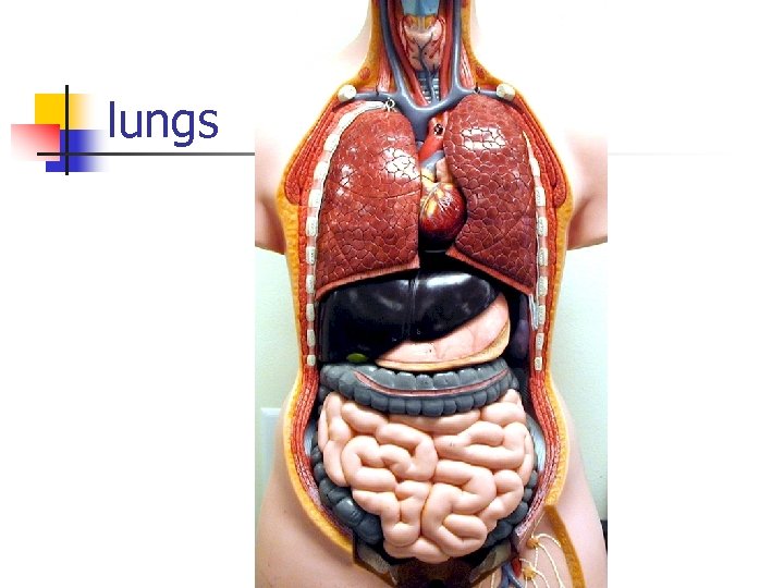 lungs 