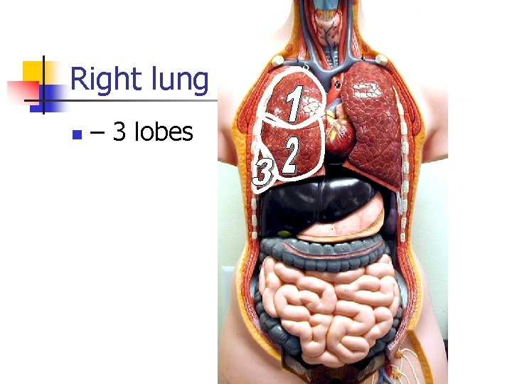 Right lung n – 3 lobes 