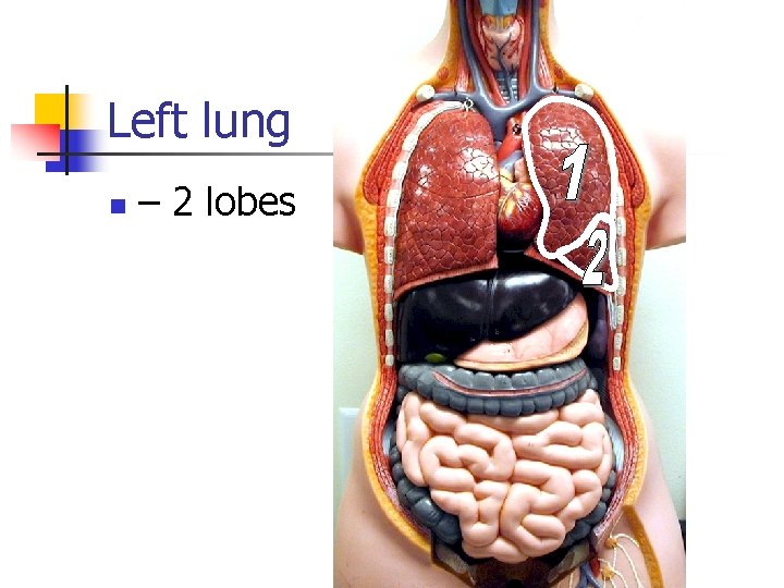 Left lung n – 2 lobes 