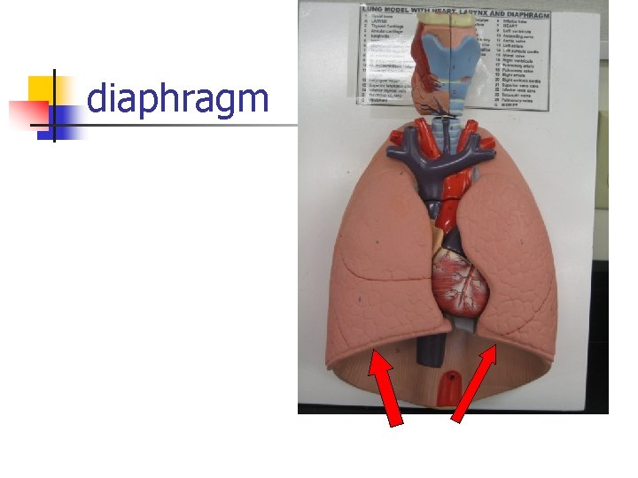 diaphragm 