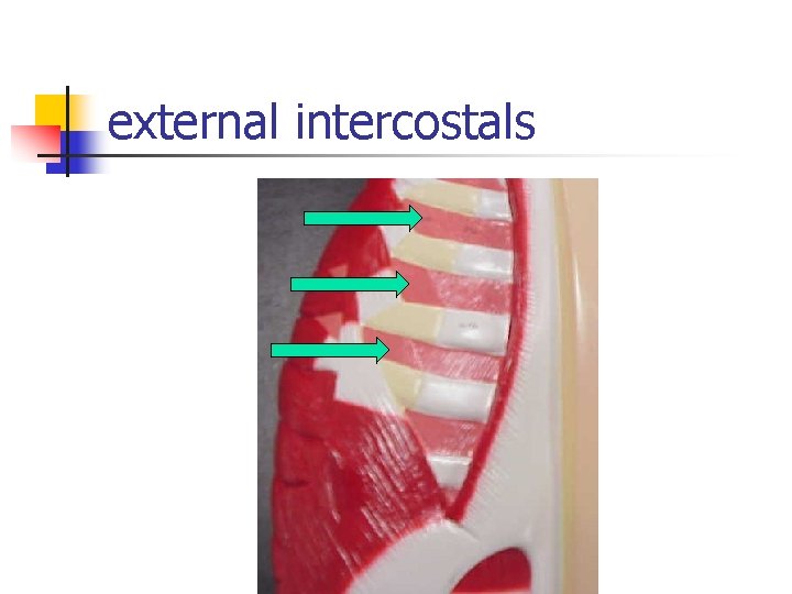 external intercostals 