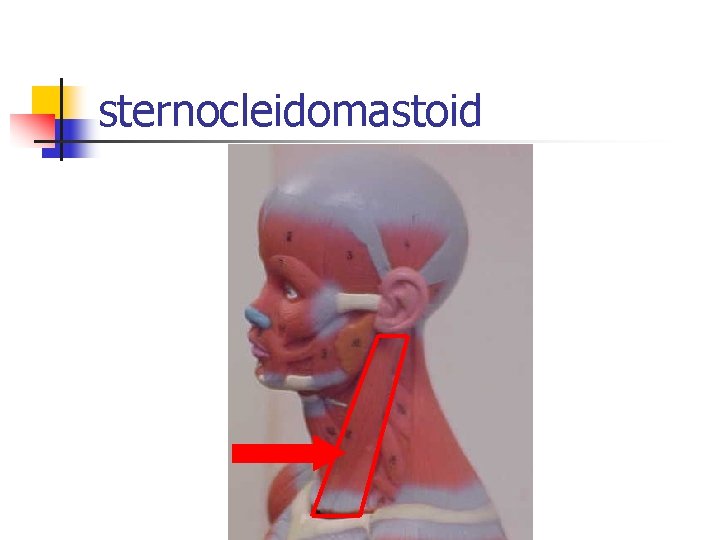 sternocleidomastoid 