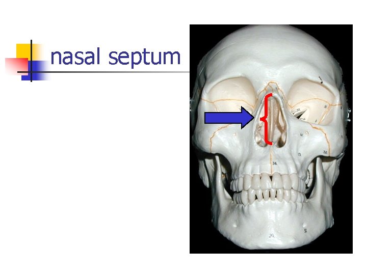 nasal septum 