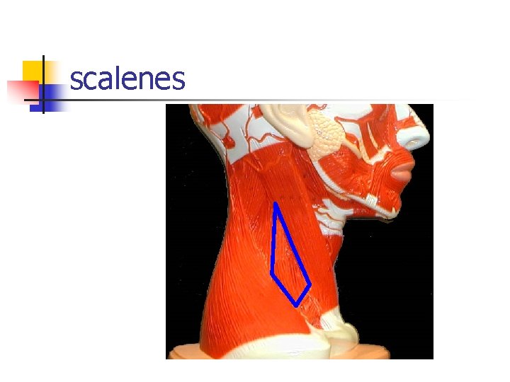 scalenes 