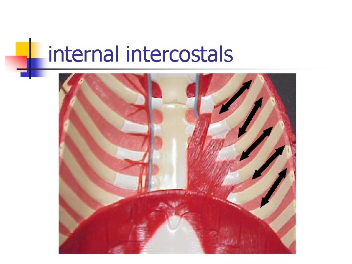 internal intercostals 