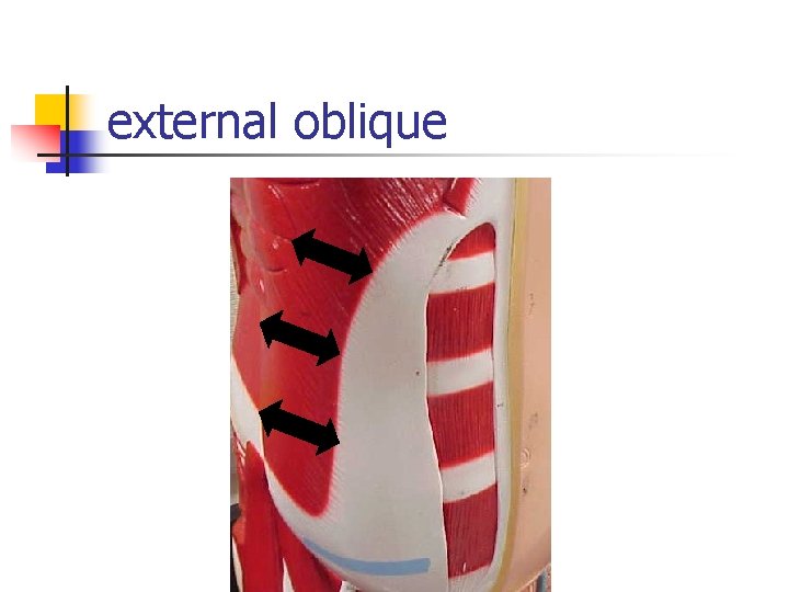 external oblique 
