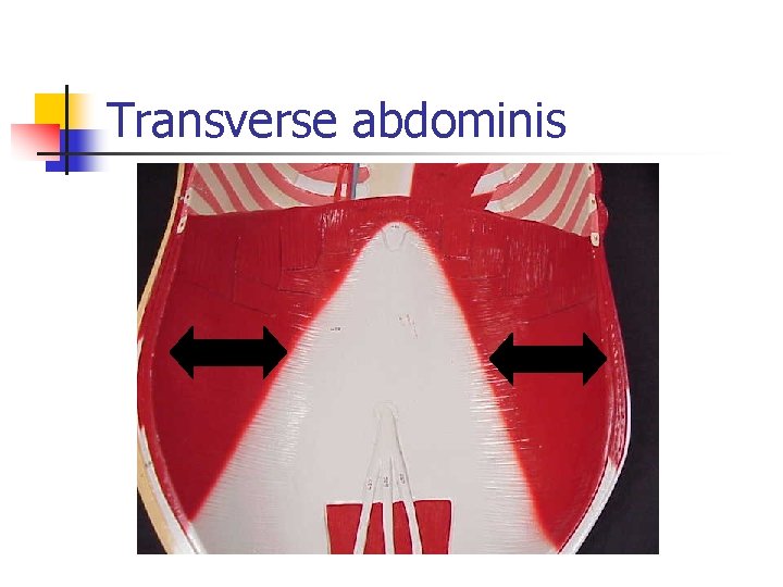 Transverse abdominis 