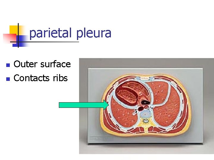 parietal pleura n n Outer surface Contacts ribs 