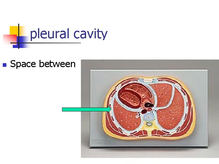 pleural cavity n Space between 