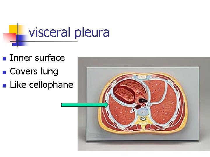 visceral pleura n n n Inner surface Covers lung Like cellophane 