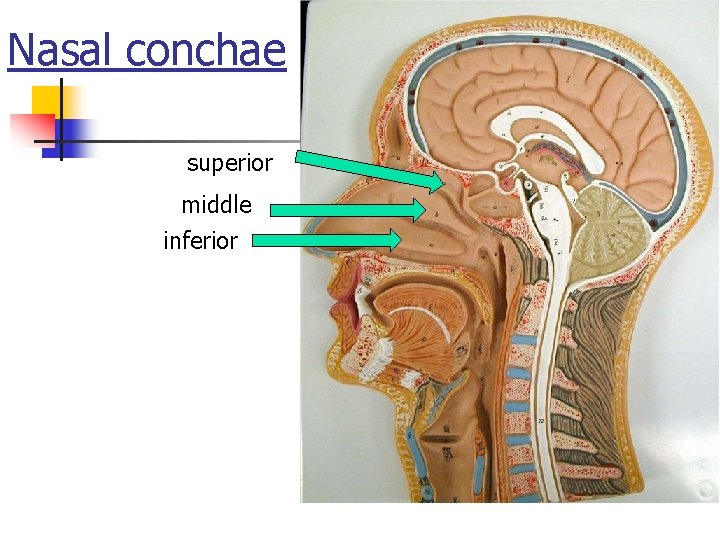 Nasal conchae superior middle inferior 