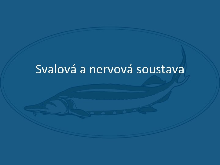 Svalová a nervová soustava 