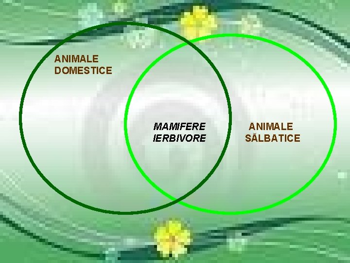 ANIMALE DOMESTICE MAMIFERE IERBIVORE ANIMALE SĂLBATICE 