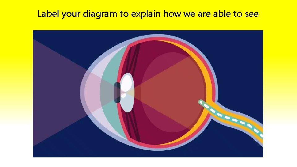 Label your diagram to explain how we are able to see 