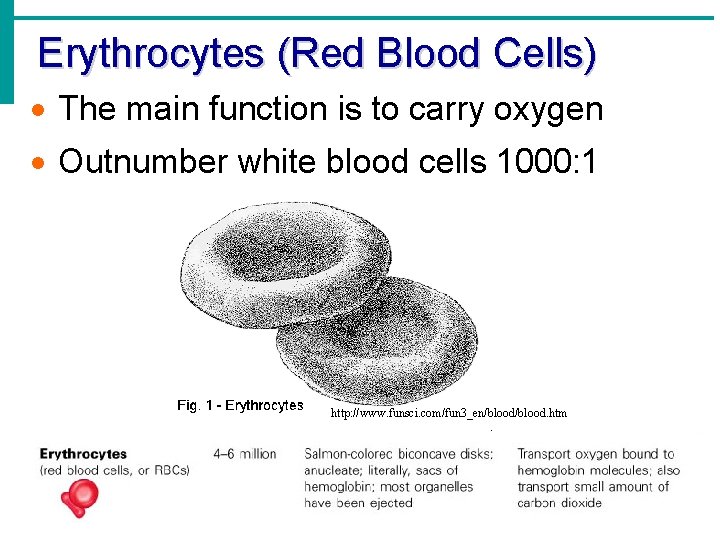 Erythrocytes (Red Blood Cells) · The main function is to carry oxygen · Outnumber