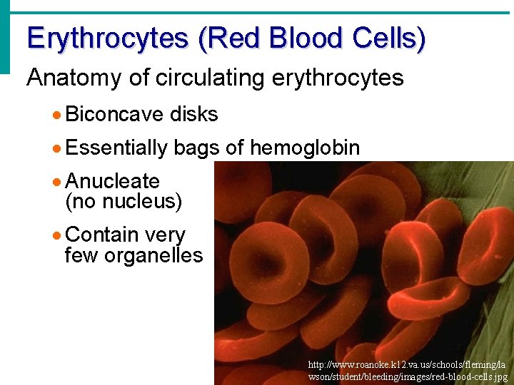 Erythrocytes (Red Blood Cells) Anatomy of circulating erythrocytes · Biconcave disks · Essentially bags