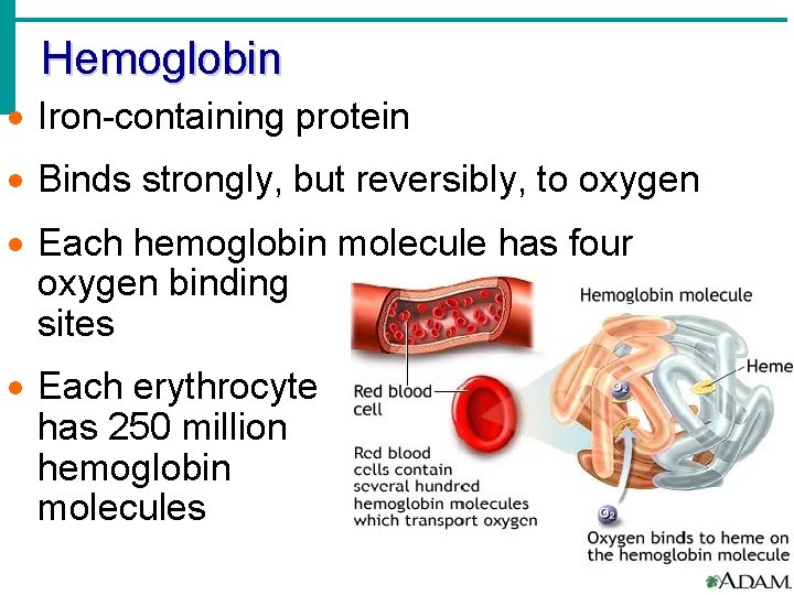 Hemoglobin · Iron-containing protein · Binds strongly, but reversibly, to oxygen · Each hemoglobin