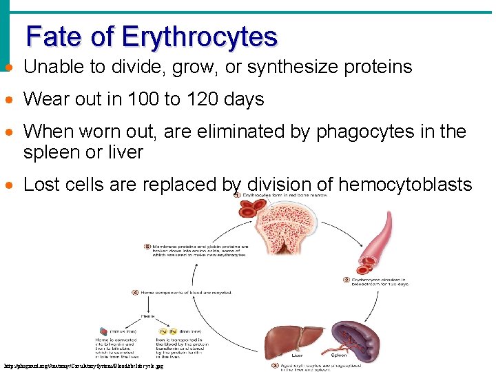 Fate of Erythrocytes · Unable to divide, grow, or synthesize proteins · Wear out