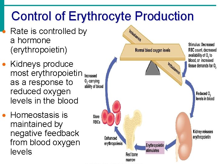 Control of Erythrocyte Production · Rate is controlled by a hormone (erythropoietin) · Kidneys