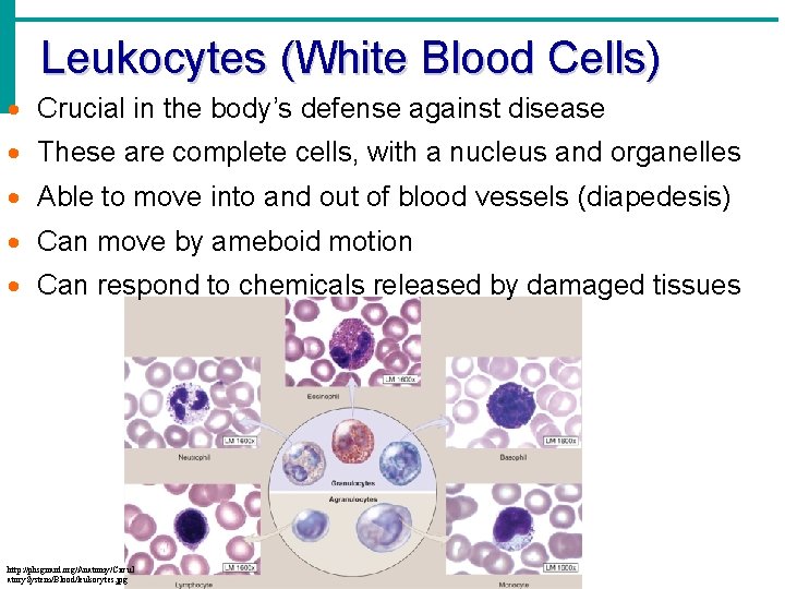 Leukocytes (White Blood Cells) · Crucial in the body’s defense against disease · These