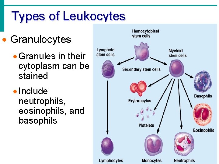 Types of Leukocytes · Granules in their cytoplasm can be stained · Include neutrophils,