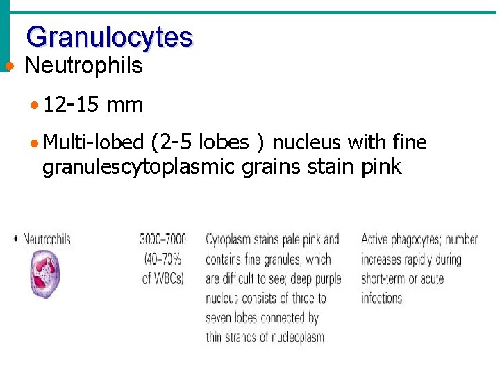 Granulocytes · Neutrophils · 12 -15 mm · Multi-lobed (2 -5 lobes ) nucleus