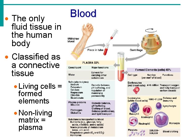 · The only fluid tissue in the human body · Classified as a connective