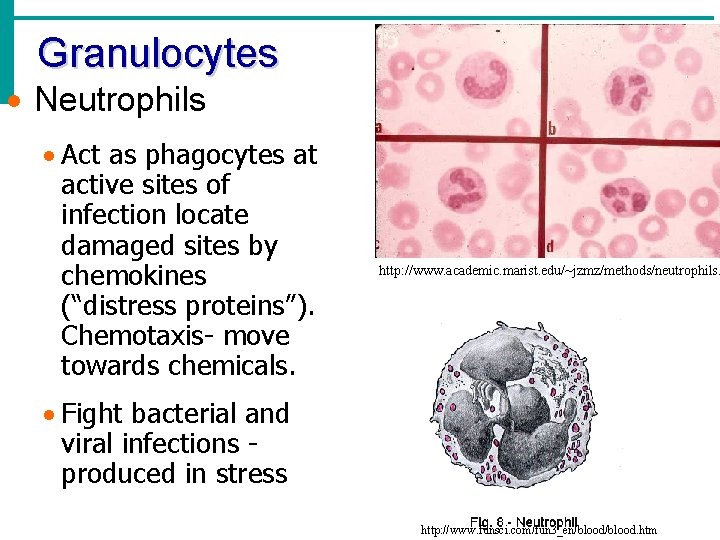 Granulocytes · Neutrophils · Act as phagocytes at active sites of infection locate damaged