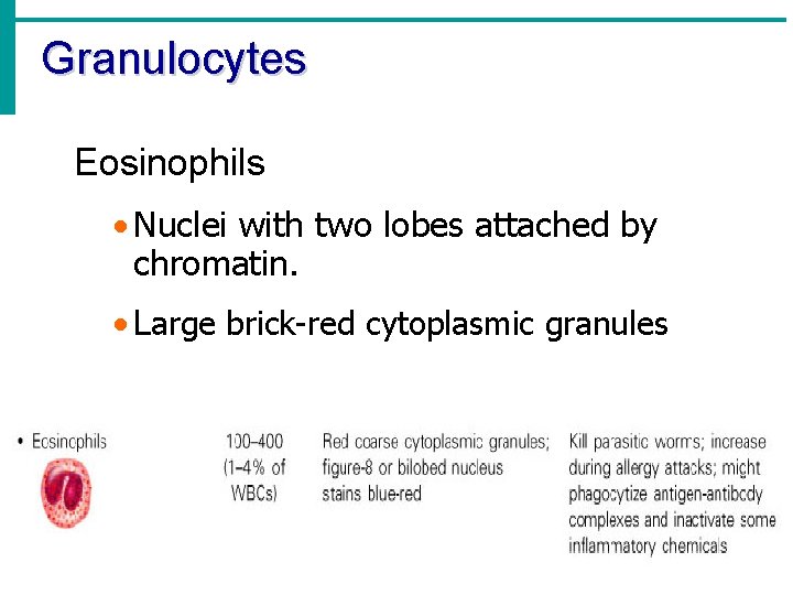 Granulocytes Eosinophils · Nuclei with two lobes attached by chromatin. · Large brick-red cytoplasmic